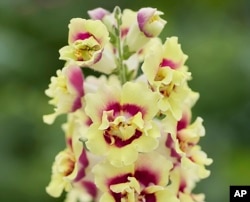 This undated image provided by All-America Selections shows Snapdragon DoubleShot™ Yellow Red Heart F1, an AAS-winning plant for 2025. (All-America Selections via AP)