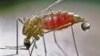 Researchers Decode Genes of Major Disease-Causing Mosquito
