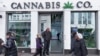 Cannabis a rare consensus issue ahead of US election