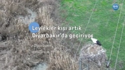Küresel ısınma yazı Diyarbakır’da geçiren leylekleri de etkiliyor