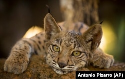 This Iberian lynx cub lives in the Doñana National Park, in Aznalcazar, Spain, Sept.28, 2018. (AP Photo/Antonio Pizarro)