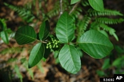 This undated image provided by Bugwood.org shows poison ivy growing in Bulloch County, Ga. (David J. Moorhead/University of Georgia/Bugwood.org via AP)