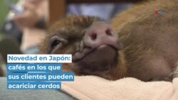 Novedad en Japón: cafés en los que sus clientes pueden acariciar cerdos 