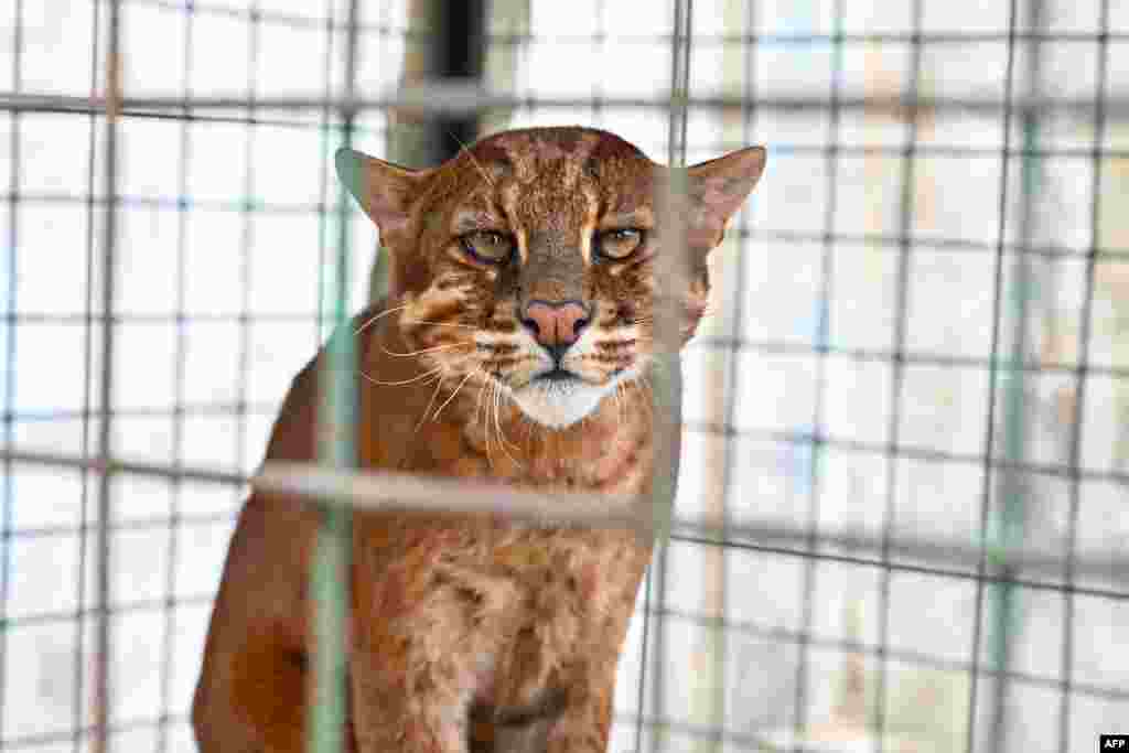 An Asian golden cat, which was found injured in a trap the previous month, is seen as it recuperates in an enclosure at the Indonesian Nature Conservation Agency (BKSDA) in Banda Aceh. 