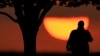 Study: Tree Rings Show Summer of 2023 Was Very Hot