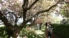 New Research Learns Evolution of Flowering Plants