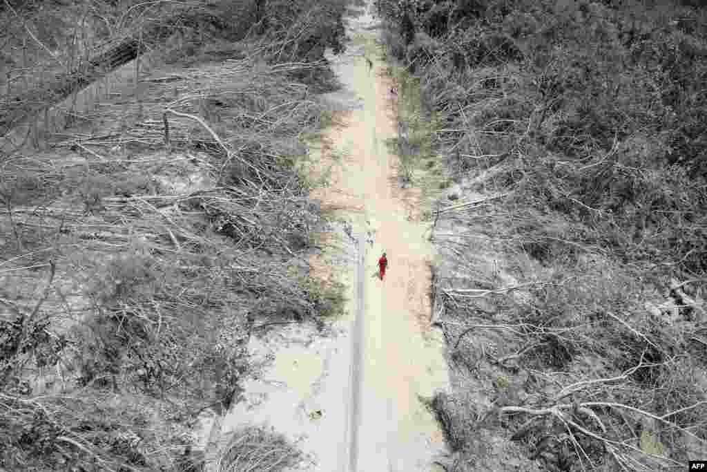 This photo taken by Taiwan&#39;s Central News Agency (CNA) shows a person walking past trees that were damaged in Hualien, after a major earthquake hit Taiwan&#39;s east.
