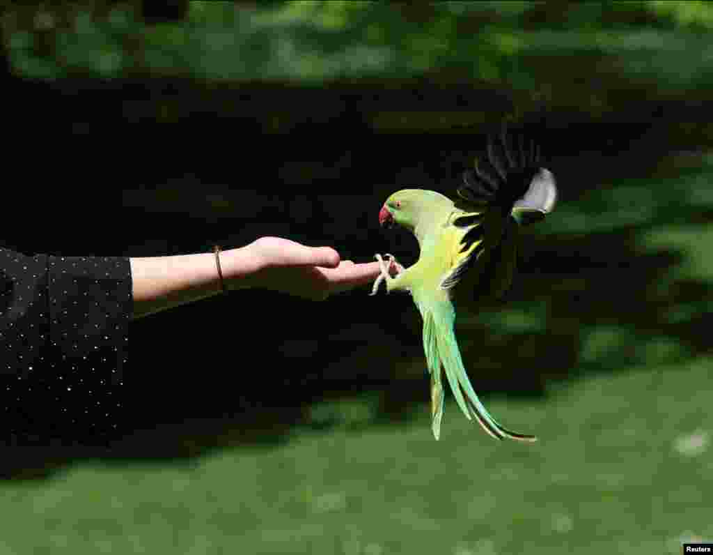A French tourist holds out her hand for a ring-necked parakeet in St James's Park in London.