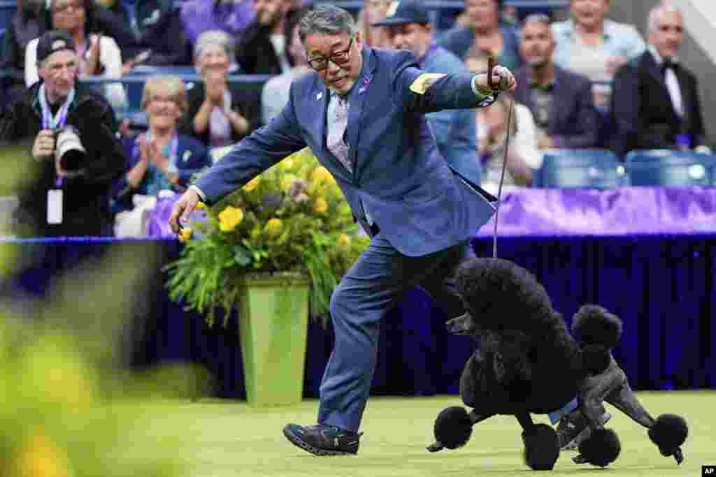 Sage, a miniature poodle, competes with handler Kaz Hosaka in the best in show competition during the 148th Westminster Kennel Club Dog show, May 14, 2024, at the USTA Billie Jean King National Tennis Center in New York. Sage won the Best in Show group.