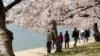 Los cerezos o “cherry blossoms”, las flores que unen a Japón y EEUU