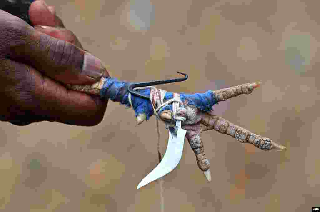 A villager holds a rooster&#39;s leg with a blade attached before a cock fight at a local fair at Katekalyan in Dantewada district in India&#39;s Chhattisgarh state.