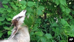 FILE - A goat grazes on poison ivy along a recreational path in the capitol city of Montpelier, Vt., on Wednesday, Aug. 8, 2018. (AP Photo/Lisa Rathke)
