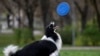 How Well Does Your Dog Understand You?