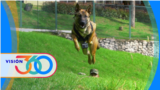 V360: Perros con superpoderes