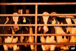 FILE - Dairy cows stand together at a farm, April 1, 2024, in Clinton, Maine. (AP Photo/Robert F. Bukaty, File)