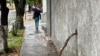 Una mujer se resguarda de la lluvia con un paraguas mientras camina por una calle del este de Caracas el 30 de mayo de 2023. 
