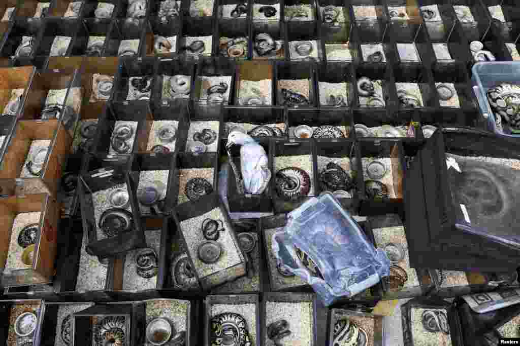 A dead bird and reptiles are pictured following a fire, in which exotic animals, reptiles and pets perished at Chatuchak Weekend Market, in Bangkok, Thailand, June 11, 2024. 