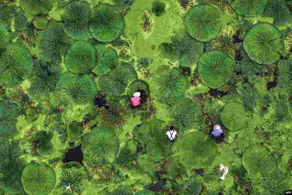 Farmers harvest gorgon fruit in a pond in Taizhou, in eastern China's Jiangsu province.