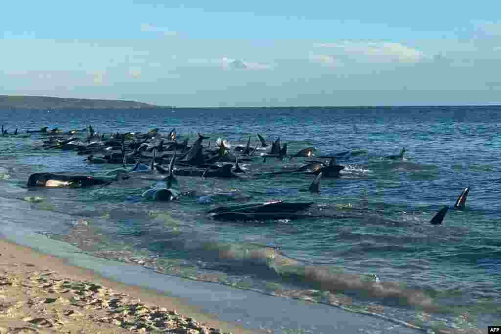 Stranded pilot whales are seen at Toby's Inlet near Dunsborough in Western Australia, in this photo taken and released by the Department of Biodiversity, Conservation and Attractions. Marine biologists raced to save more than 100 whales, with officials fearing many will have to be euthanized.
