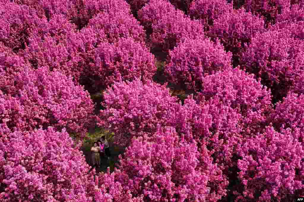 An aerial photo show people taking pictures under crabapple blossoms in Handan, in northern China&#39;s Hebei province.