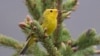 In North America, Birds Will No Longer Be Named after People