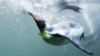 New Research Adds to the Story of Penguins