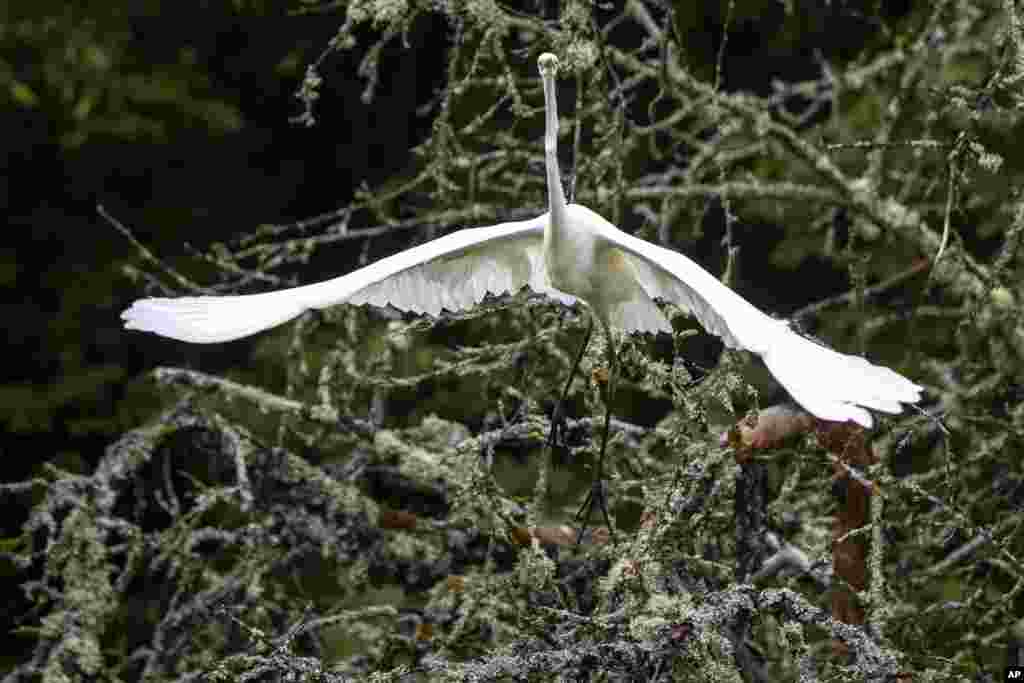 A white heron takes off from a tree near the town of Ignalina, some 106km (66 miles) north of the capital Vilnius, Lithuania.