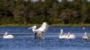 Se observan pelícanos dálmatas (Pelecanus crispus) en la laguna del Parque Nacional Divjake-Karavasta en Divjaka, Albania, el 21 de mayo de 2018.