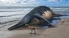 Giant Ocean Reptile Discovered by Father, Daughter