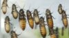 Scientists Create New Method for Changing the Genes of Cockroaches