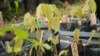 Proyecto ciudadano busca recuperar espacios verdes en Caracas.