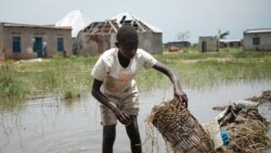Murisanga