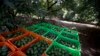 30 Persen Wilayah Hutan Meksiko Hilang Tiap Tahun untuk Perkebunan Alpukat