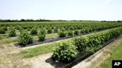 Cinco milhões de hectares de terras em África foram cedidos a companhias estrangeiras para o cultivo de biocarburantes, entre as quais a jatrofa (na foto)