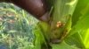Imihogoyi ithwalise nzima abalimi