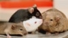 Lab mice, (File photo).