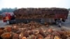 Malaysia’s Palm Oil Sector Pays for Prime Minister’s Tough Talk on India