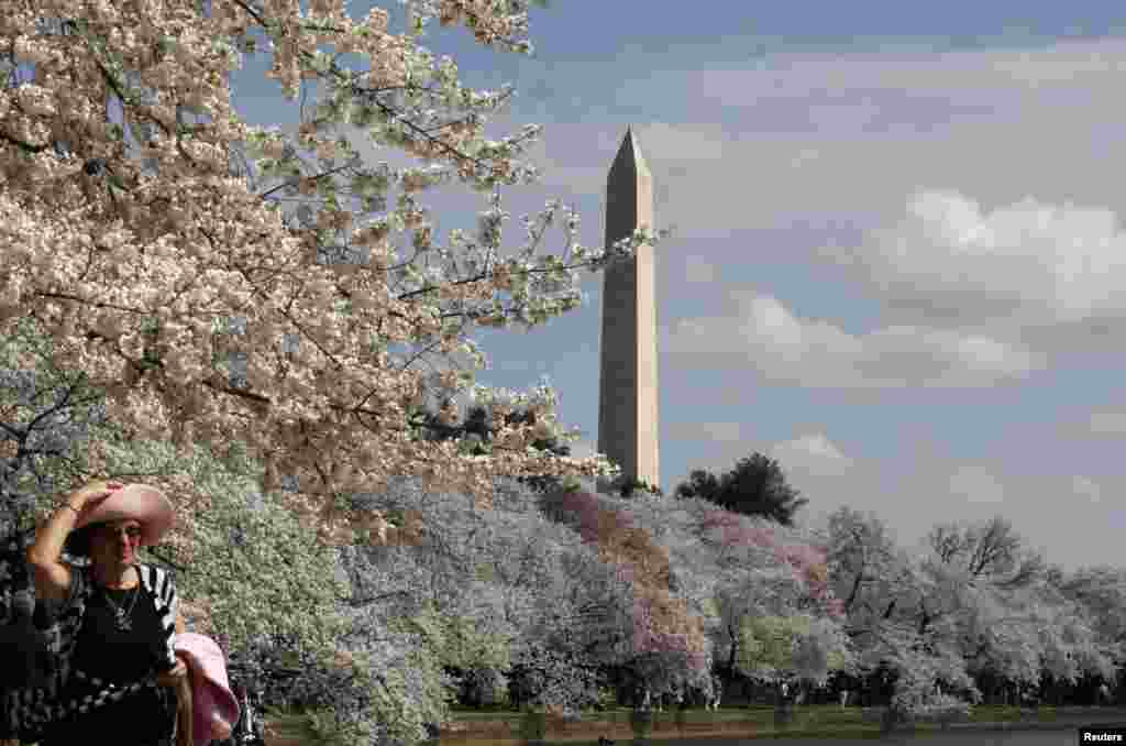 Kota Washington DC saat ini sedang dihiasi bunga-bunga Sakura yang sedang bermekaran (foto: dok).