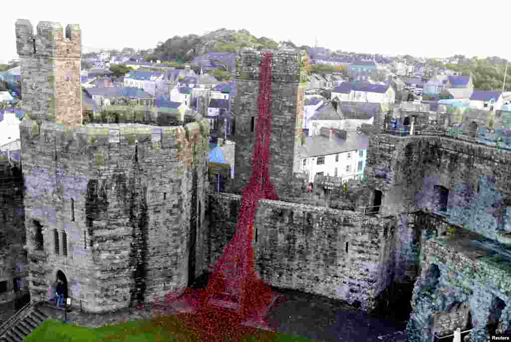 Karya seniman Paul Cummins 'Weeping Window' yang dibuat dari bunga opium (poppy) warna merah menghiasi kastil Caernarfon di Wales.