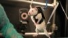 A paralyzed rat learns to walk again after being injected with chemicals designed to stimulate its spinal nerve cells, which communicate with the brain.