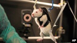 A paralyzed rat learns to walk again after being injected with chemicals designed to stimulate its spinal nerve cells, which communicate with the brain.