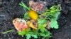 Don’t Buy Fertilizer! It Is All Around You.