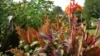 How to Keep Tropical Plants Through the Winter