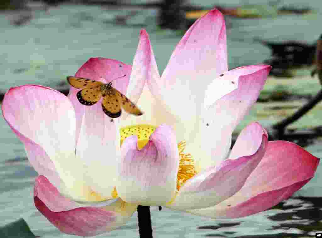 缅甸，蝶恋花，蝴蝶伴着荷花（7月8日）