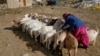 Pashmina Goats 