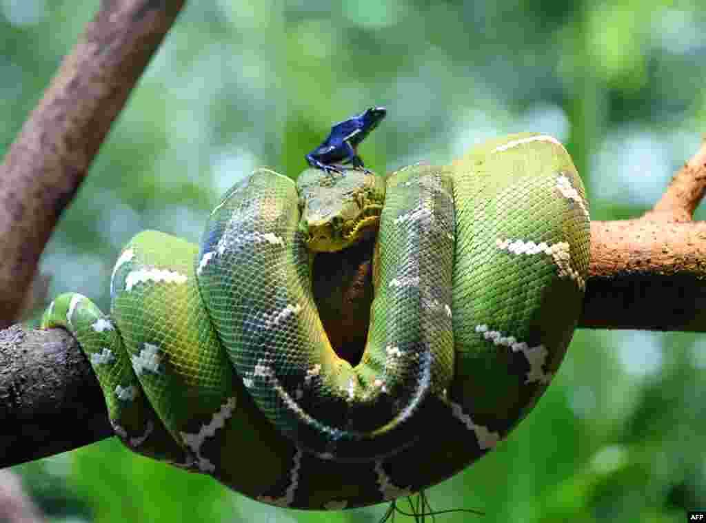 Seekor katak beracun duduk di atas kepala ular boa di kandangnya di kebun binatang Singapura.