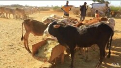 ከምሽቱ 3:00 የአማርኛ ዜና