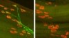 Images of axon regeneration in mice two weeks after injury to the hind leg’s sciatic nerve. On the left, axons (green) of a normal mouse have regrown to their targets (red) in the muscle. On the right, a mouse lacking DLK shows no axons have regenerated, 