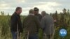 American Farmers Embrace Hemp after Legalization 