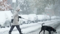 Quiz - Ways to Protect Yourself from Injuries while Walking Your Dog